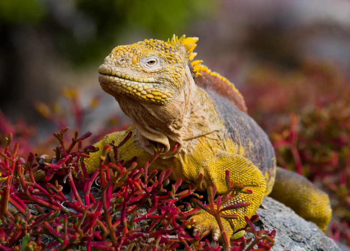 Iguana, Islas Galápagos
