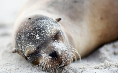 SILVERSEA LANZA EL FONDO PIONERO PARA APOYAR LOS ESFUERZOS DE CONSERVACIÓN DE LAS ISLAS GALÁPAGOS
